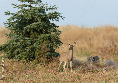 Whitetail deer (odocoilus viginianus) photo