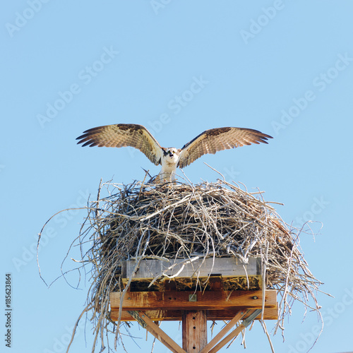 Cuadro en lienzo sprey at its nest