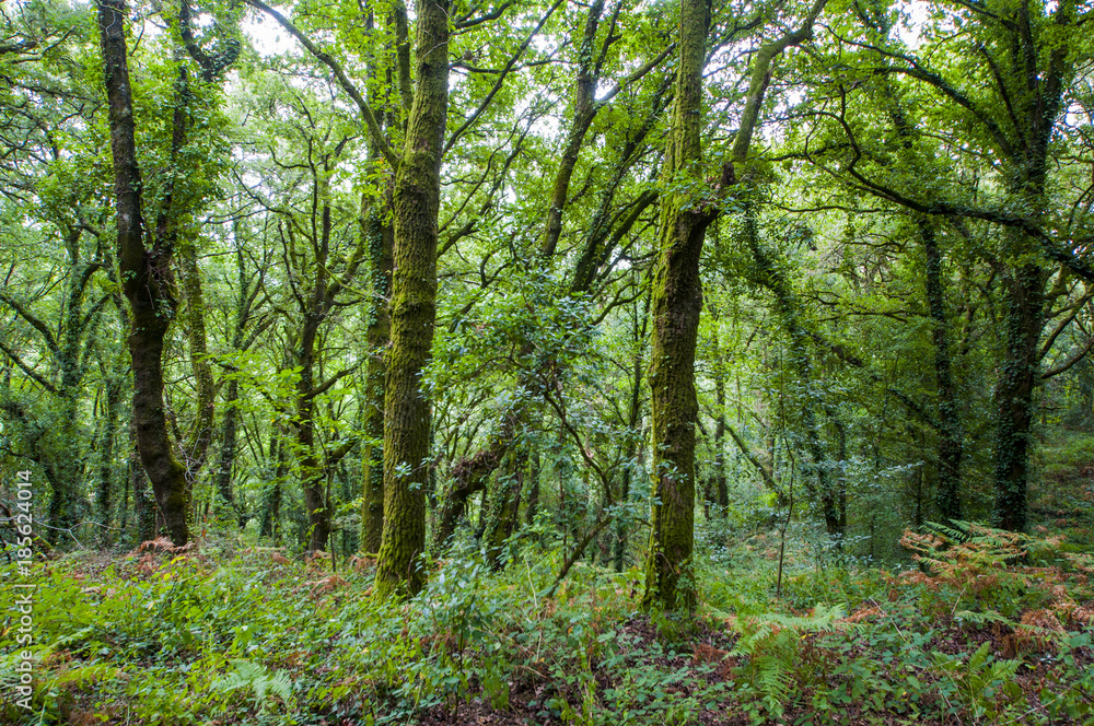 Obraz premium Hoist in summer