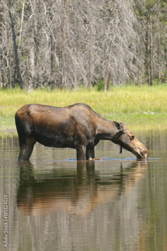 female Moose feeding in a pond in the Tetons © Jeffrey Banke
