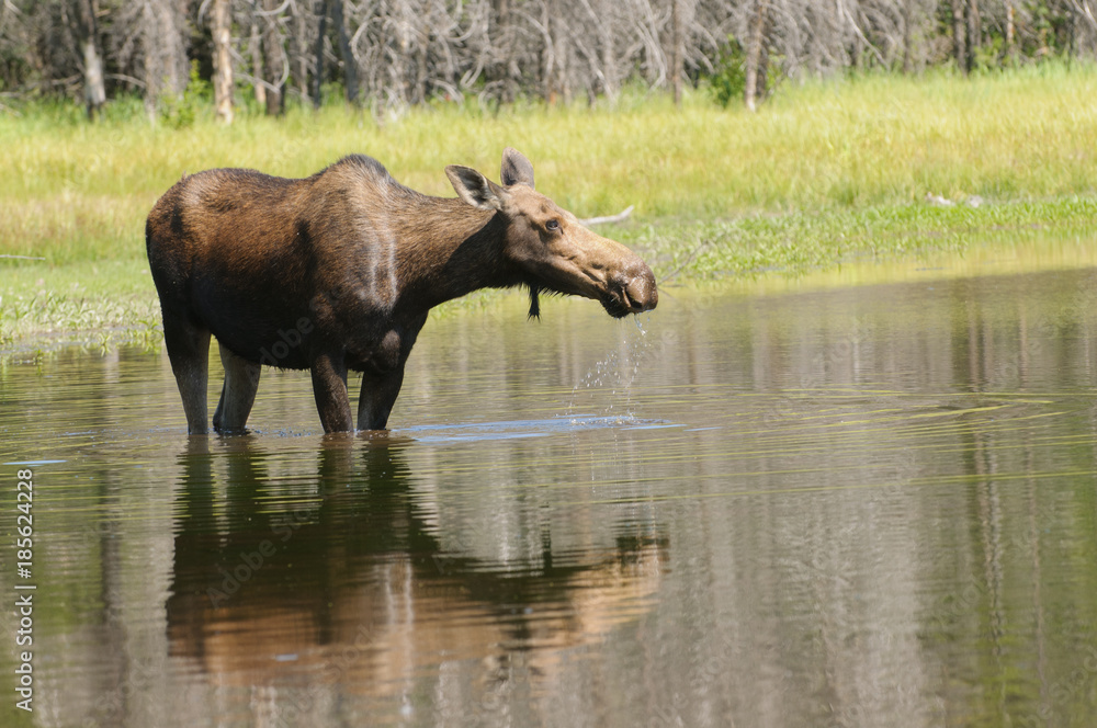female Moose feeding in a pond in the Tetons female Moose feeding in a pond in the Tetons