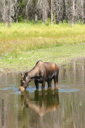 female Moose feeding in a pond in the Tetons