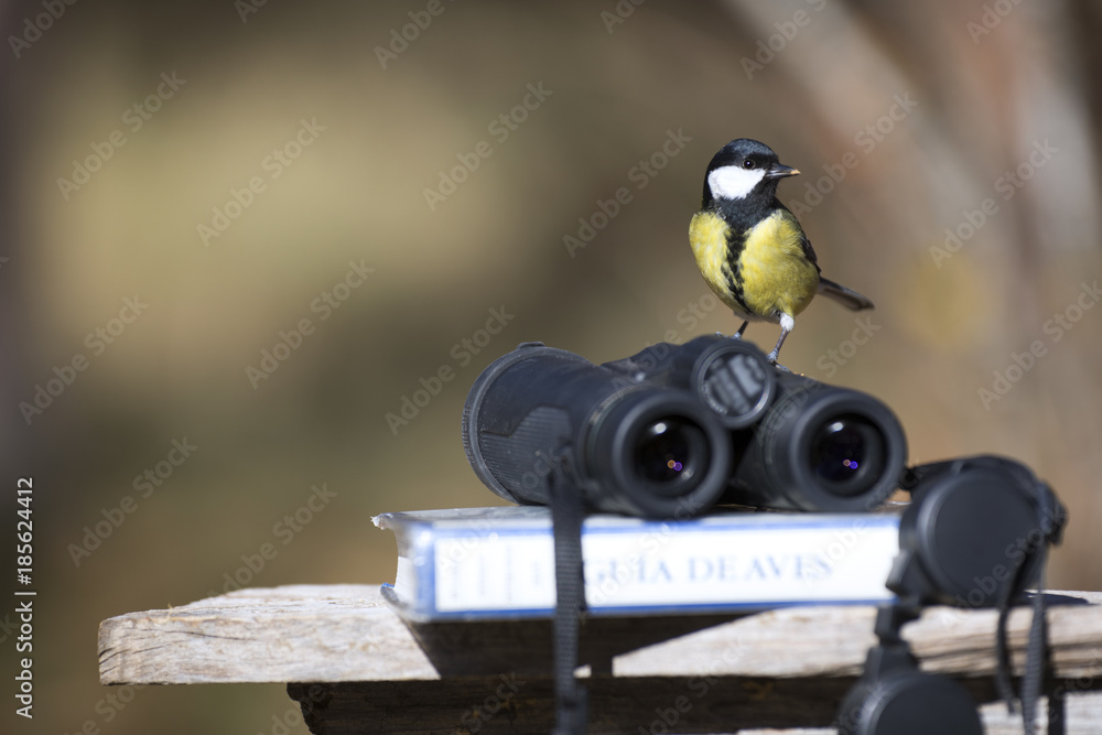 Obraz premium Tit ptak z lornetką i przewodnik ornitologiczny ptak pole