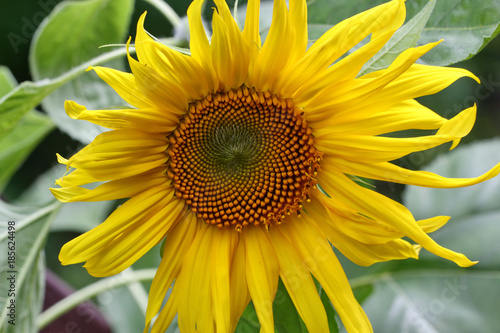 A yellow Sunflower
