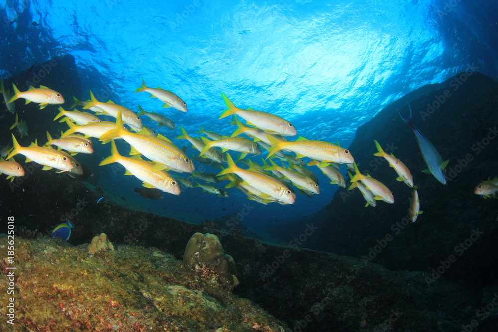 Fototapeta premium Underwater coral reef and fish in ocean