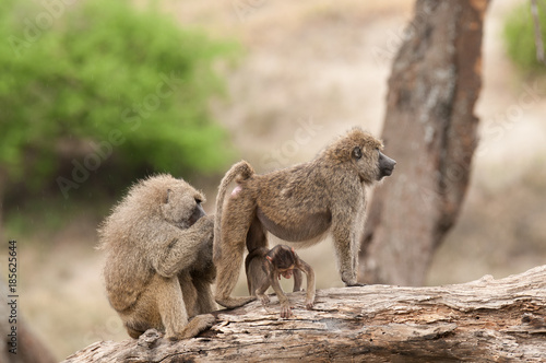 Closeup of Olive Baboons (scientific name: papio anubis, or Nyani in Swaheli) image taken on Safari located in the Tarangire National park in the East African country of Tanzania