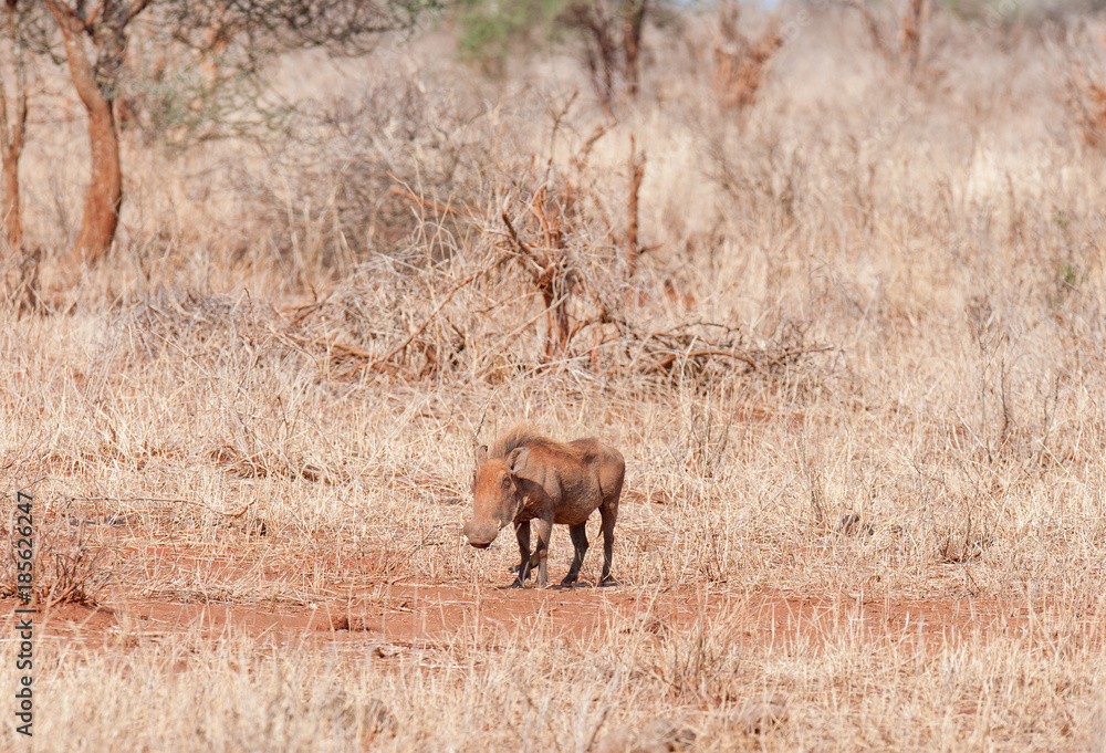 Closeup of Warthog (scientific name: Phacochoerus aethiopicus, or Closeup of Warthog (scientific name: Phacochoerus aethiopicus, or