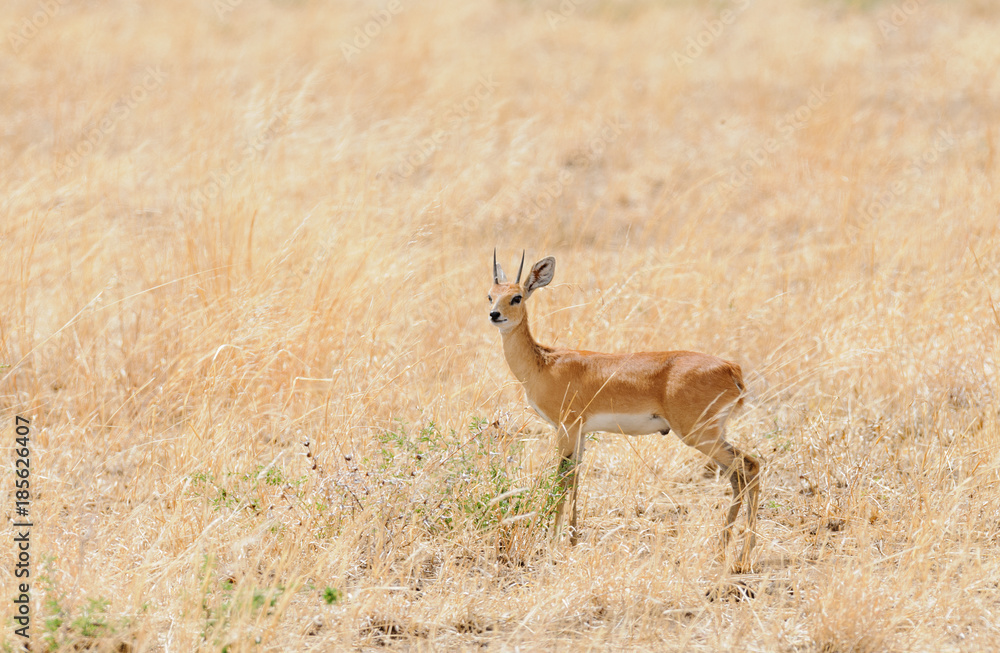 Closeup of Steenbok (scientific name: Raphicerus campestris , or Closeup of Steenbok (scientific name: Raphicerus campestris , or