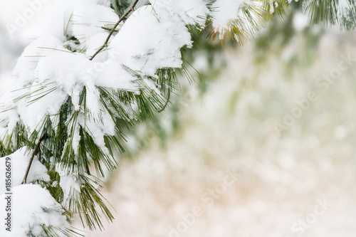 Εκτύπωση καμβά Evergreen branch covered with fresh snow; pine bough with snow creates a boarder