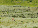 North American Pronghorn Antelope (Antilocapra americana) in Yellowstone National Park