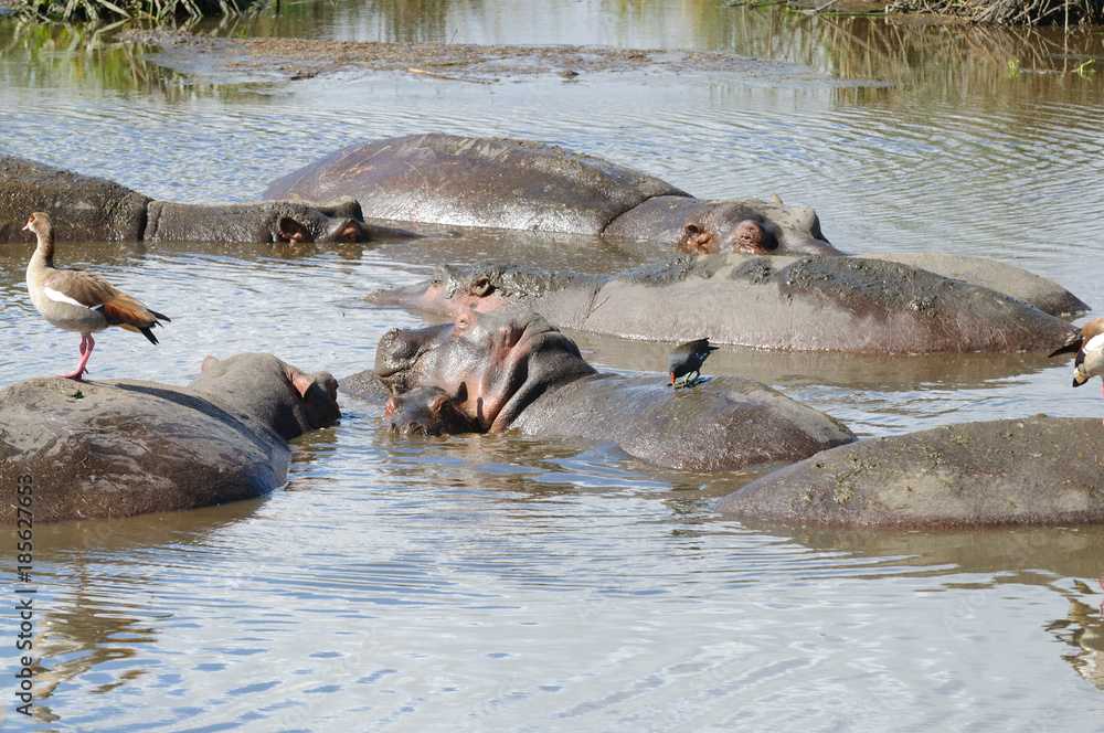 Fototapeta premium Closeup of Hippopotamus (scientific name: Hippopotamus amphibius, or 