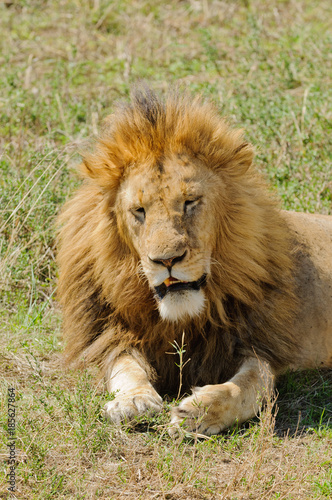 Fototapeta Naklejka Na Ścianę i Meble -  Closeup of a  male Lion in Tanzania