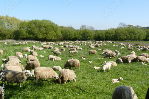 Viele Tiere einer Schafherde  auf einer Wiese © Frobra
