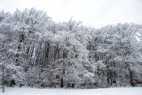 Bäume mit Schnee bedeckt mit Ästen Zweigen Hintergrundbild