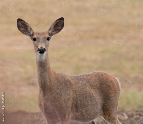 closeup of a female whitetail deer