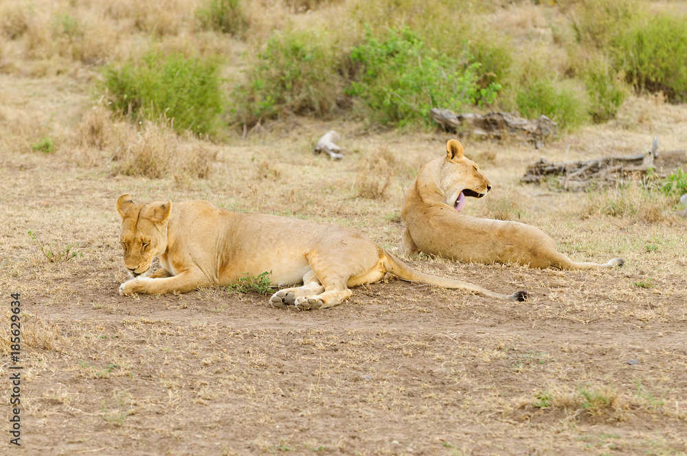 Fototapeta premium Closeup of a Lion pride (scientific name: Panthera leo, or 