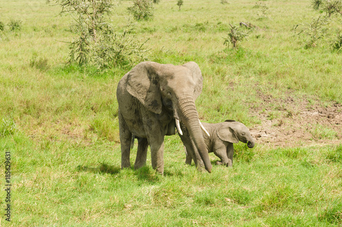 African Elephant with baby  scientific name  Loxodonta africana  or  Tembo  in Swaheli  image taken on Safari located in the Serengeti National  Tanzania