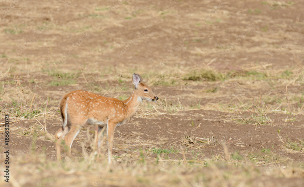 Whitetail deer (odocoilus virginianus) on formland in Washington