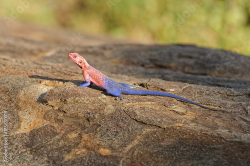 Closeup of Agama lizard (scientific name: Agama agama or "Mjusi kafiri" in Swaheli) image taken on Safari located in the Serengeti National park, Tanzania