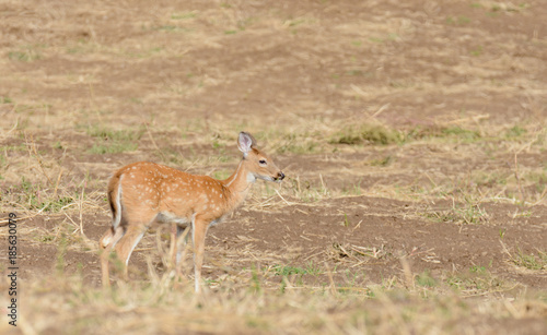 Whitetail deer  odocoilus virginianus  on formland in Washington