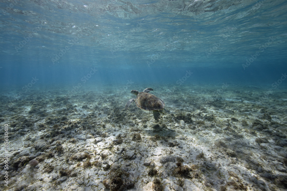 Obraz premium Green Sea Turtle (BWI)
