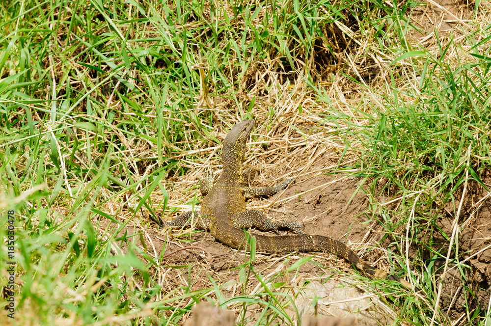 Closeup of Nile Monitor (scientific name: Varanus niloticus or Closeup of Nile Monitor (scientific name: Varanus niloticus or