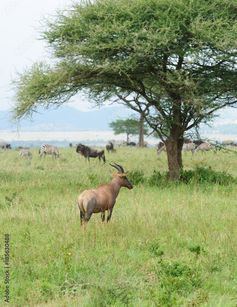 Naklejka premium Closeup of Topi (scientific name: Damaliscus lunatus jimela or