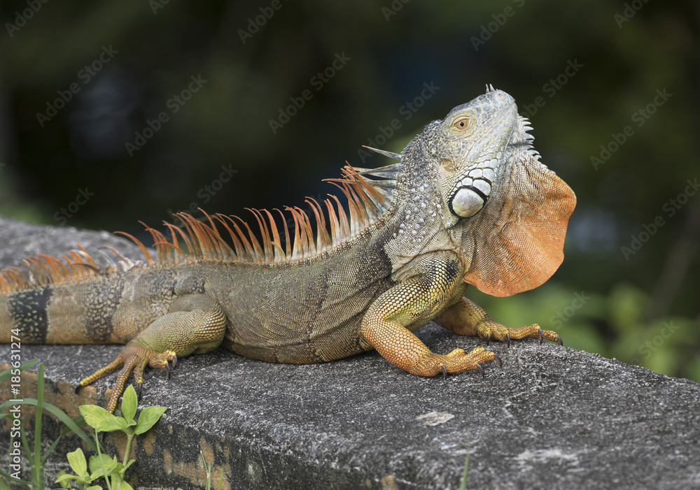 Large orange and brown iguana with open throat fan is resting on a concrete slab in grass. Large orange and brown iguana with open throat fan is resting on a concrete slab in grass.