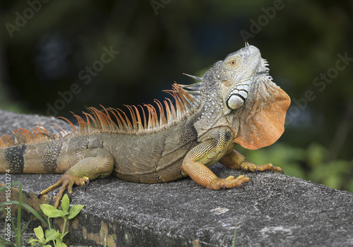 Large orange and brown iguana with open throat fan is resting on a concrete slab in grass.
