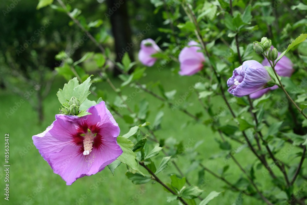 6月初夏の花 ピンクのムクゲ リトル トミー Stock 写真 Adobe Stock 6月初夏の花 ピンクのムクゲ リトル トミー Stock 写真 Adobe Stock