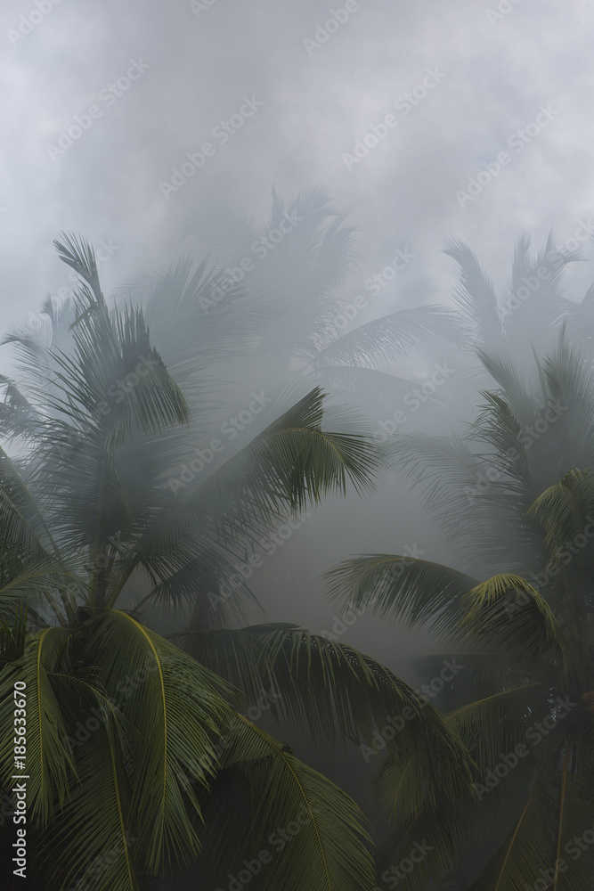 Fototapeta premium Ogień w lesie deszczowym. Las w dymie. Dym unosił się w tropikalnej dżungli palm.