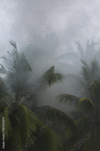 Fire in the rainforest. Forest in the smoke. Smoke poured in the Tropical palm jungle.