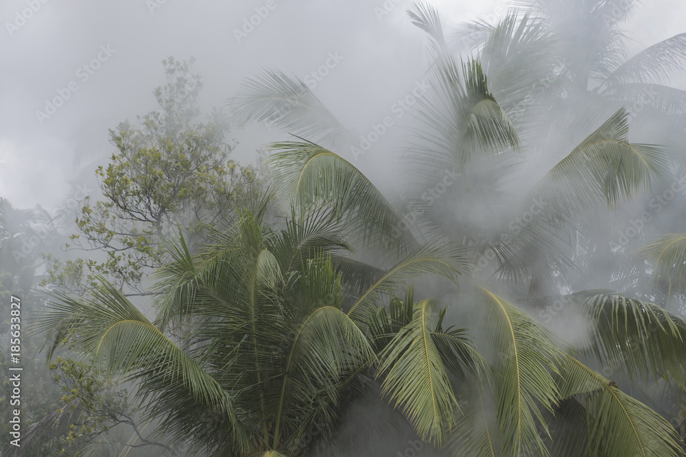 Obraz premium Ogień w lesie deszczowym. Las w dymie. Dym unosił się w tropikalnej dżungli palm.