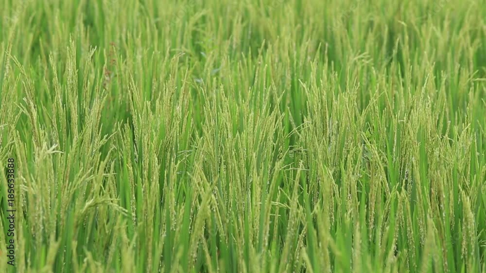 Green field with rice stalks swaying in the wind blows. Ubud, island Bali, Indonesia. Close up Green field with rice stalks swaying in the wind blows. Ubud, island Bali, Indonesia. Close up