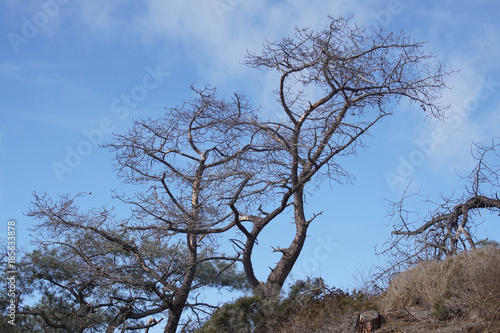 Snags of Torrey Pines photo