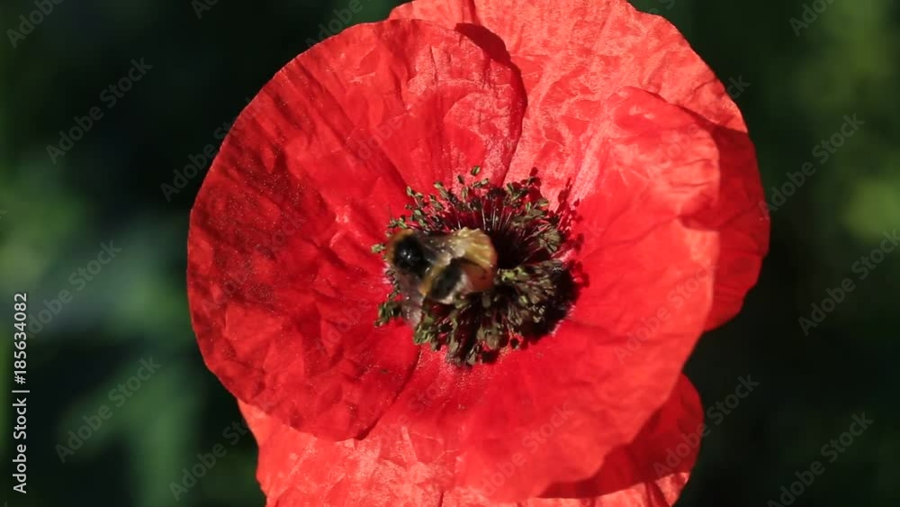 Flower of red poppy in a field of poppies. Flower of red poppy in the field among the grass. A bee collecting pollen on a red poppy. Red poppies under the summer sun. Wildflowers. Flower of red poppy in a field of poppies. Flower of red poppy in the field among the grass. A bee collecting pollen on a red poppy. Red poppies under the summer sun. Wildflowers.