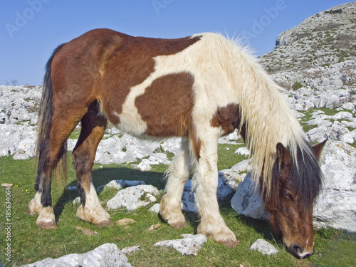 Pony im Karstgebiet photo