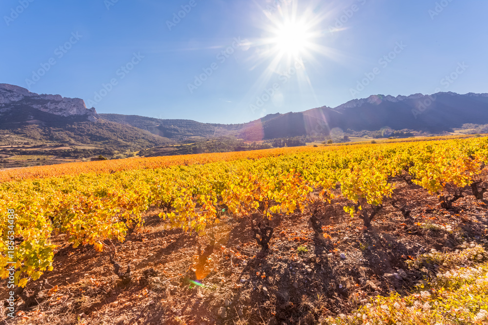 vignes des Côtes Catalanes sous le soleil du Roussillon, Provence, France 