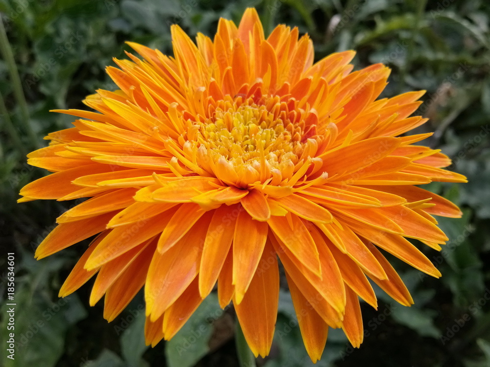 Big Orange Flower! Big Orange Flower!