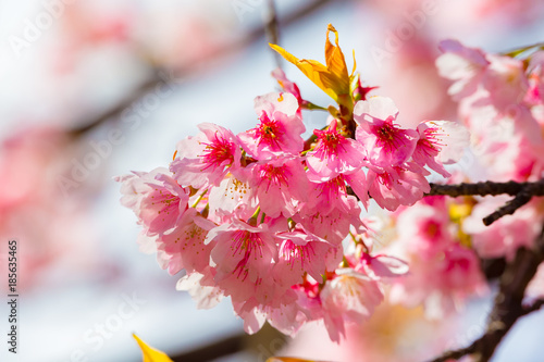 Cherry blossoms(Japanese name Oh-kanzakura) . Located in Tokyo Prefecture Japan.