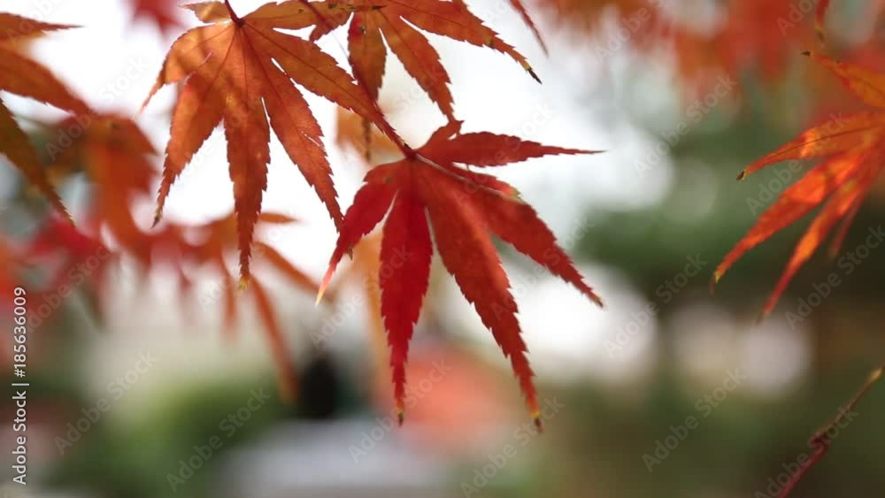 Autumn Maple coloful red leaf Japan fall travel season in Kyoto Autumn Maple coloful red leaf Japan fall travel season in Kyoto