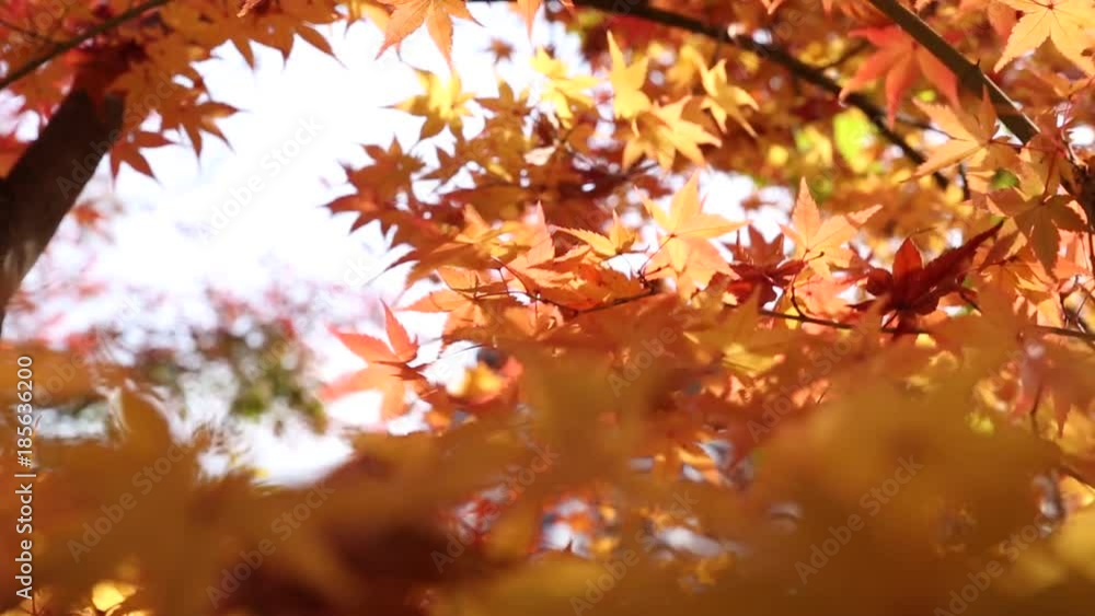 Autumn Maple coloful red leaf Japan fall travel season in Kyoto Autumn Maple coloful red leaf Japan fall travel season in Kyoto