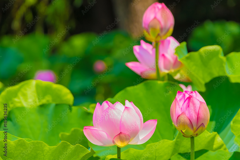 The Lotus Flower.Background is the lotus leaf and lotus flower and tree.Shooting location is Yokohama, Kanagawa Prefecture Japan. The Lotus Flower.Background is the lotus leaf and lotus flower and tree.Shooting location is Yokohama, Kanagawa Prefecture Japan.