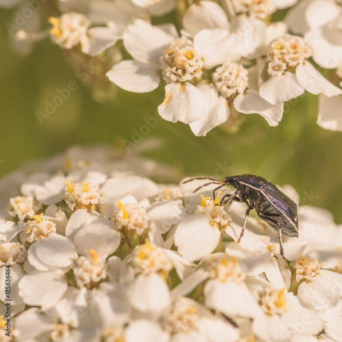 White Margined Burrower Bug photo