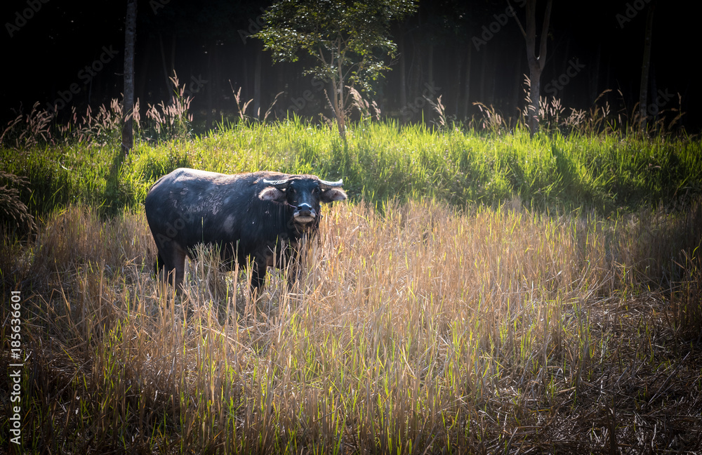 Buffalo in the field near the rubber plantation in Thailand, animal and nature concept. Buffalo in the field near the rubber plantation in Thailand, animal and nature concept.