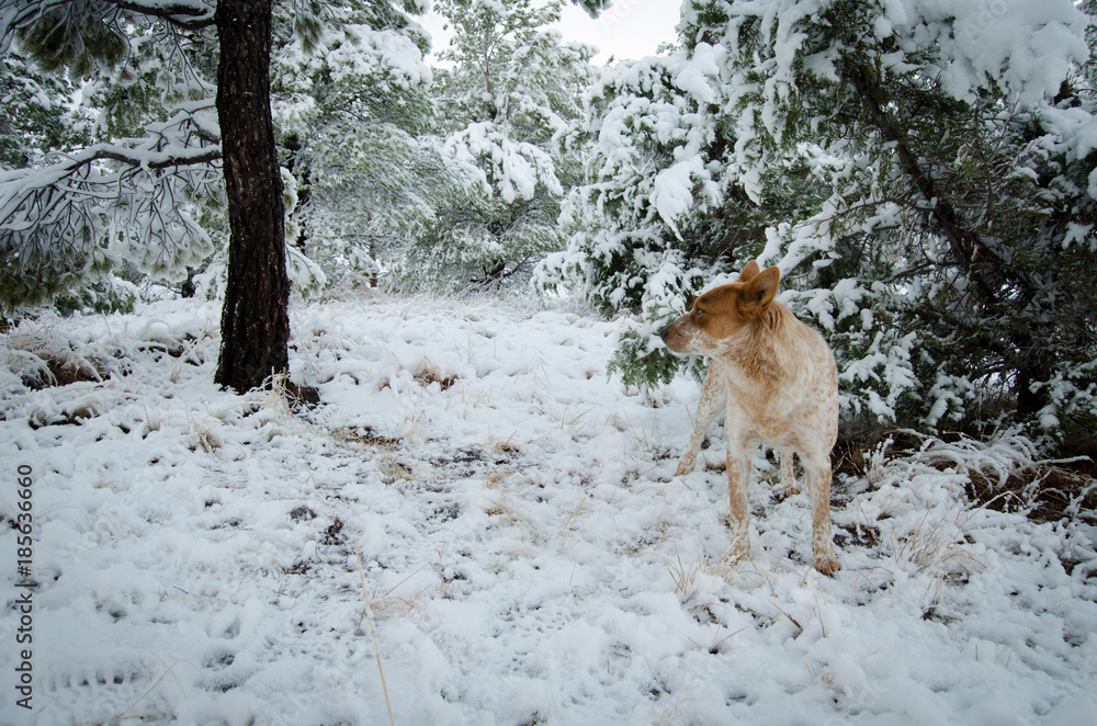 Obraz premium Red Heeler in Snow
