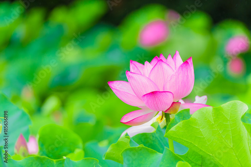 The Lotus Flower.It s raining.Background is the lotus leaf and lotus bud.Shooting location is Yokohama  Kanagawa Prefecture Japan.