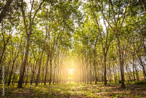 Fototapeta Naklejka Na Ścianę i Meble -  Tropical rubber plantation in Thaoland.