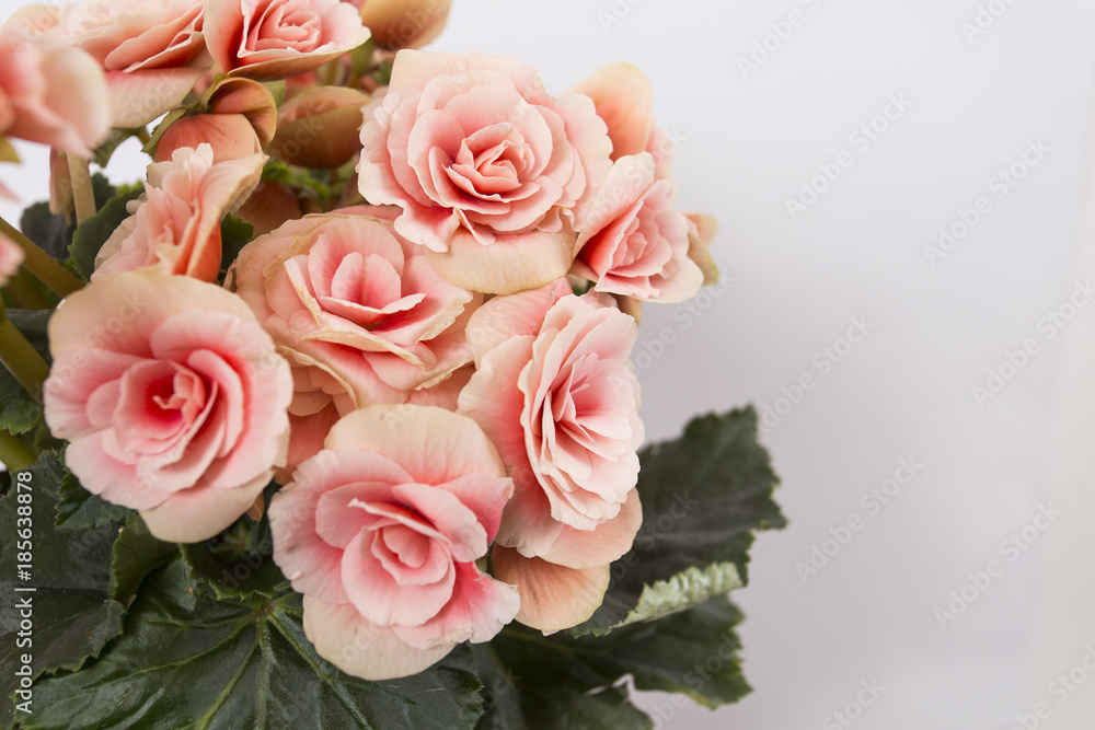 Fototapeta premium blooming begonia ,beautiful delicate flowers