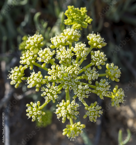 Close-up of the flowers of rock samphire, Crithmum maritimum. It is a coastal plant in the family Apiaceae. Photo taken in Santa Pola, Alicante, Spain photo